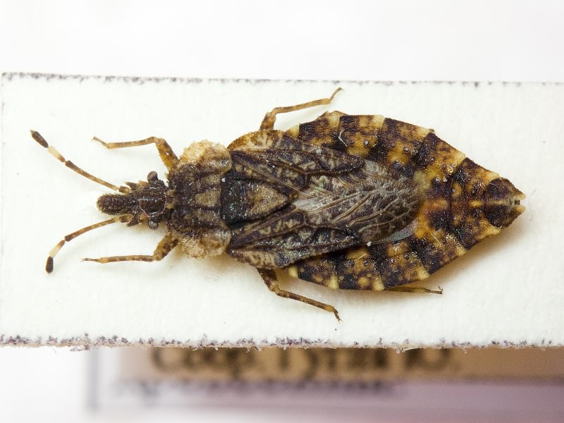 Aradus betulae (Linnaeus, 1758)